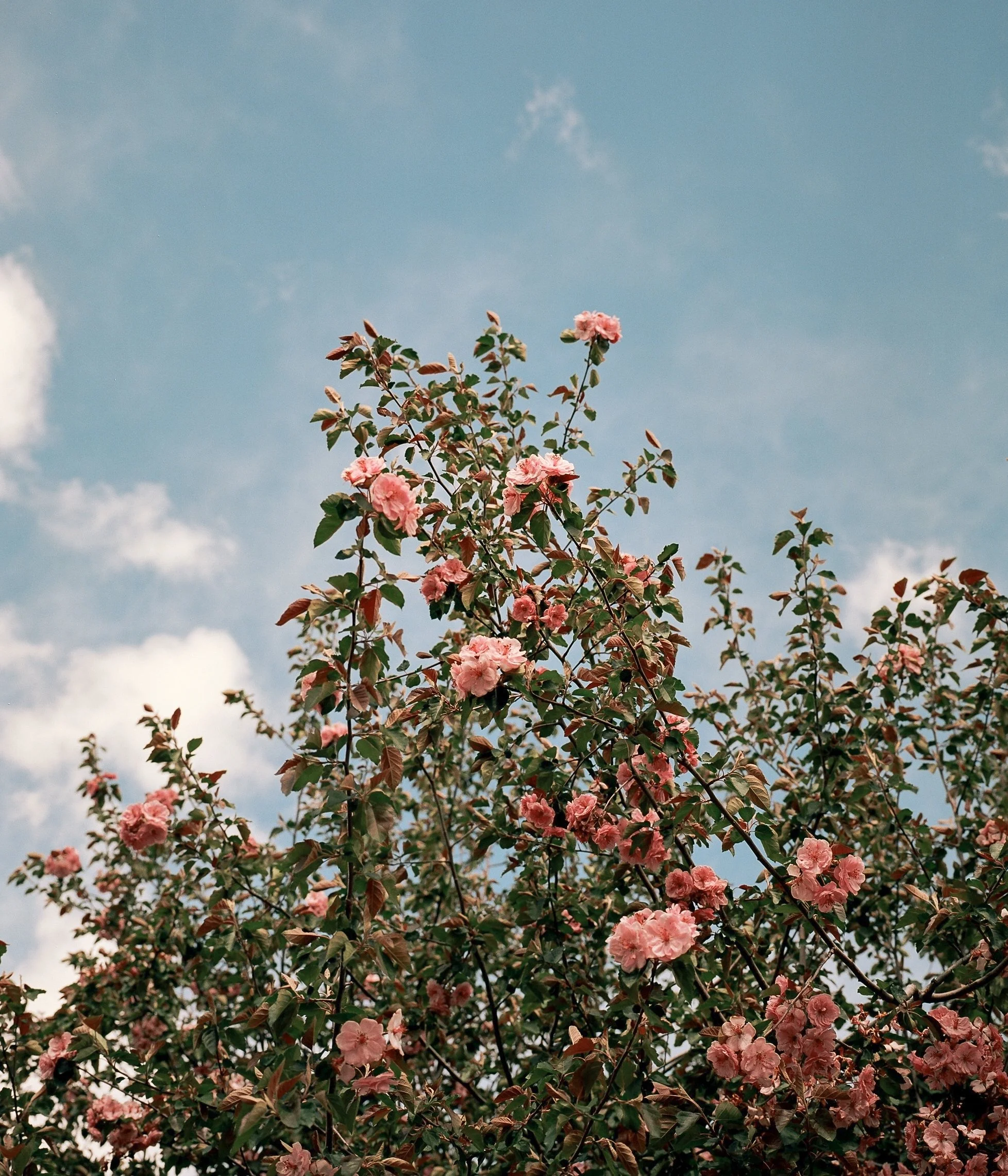 About Kate Rose, Environmental Editor — Kate Rose